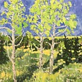 Birch